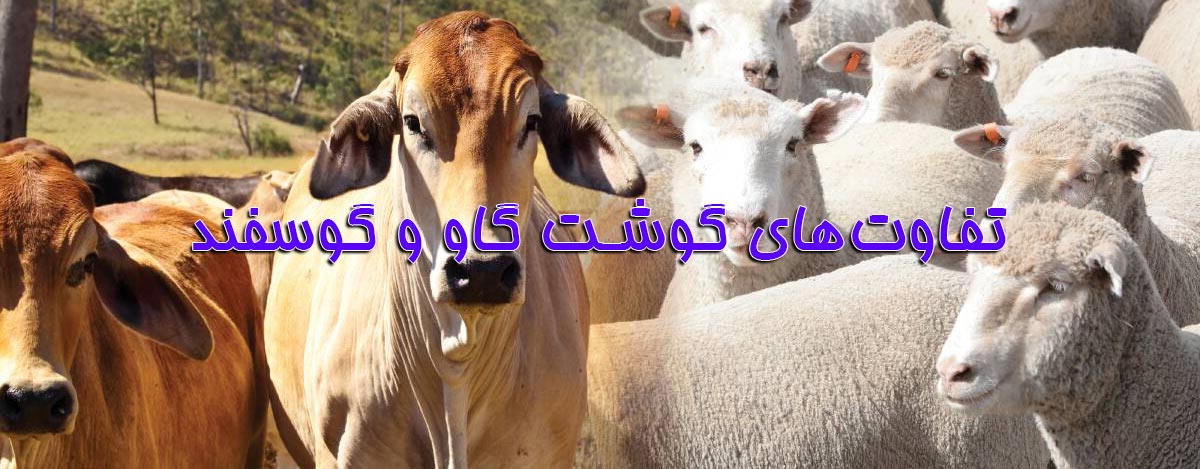 تفاوت‌های گوشت گاو و گوسفند